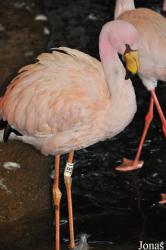 WWT Slimbridge Wetland Centre