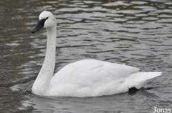 WWT Slimbridge Wetland Centre