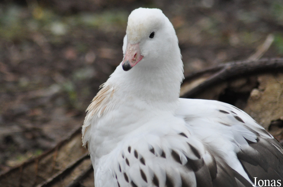 WWT Slimbridge Wetland Centre