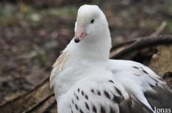 WWT Slimbridge Wetland Centre