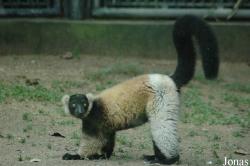 Shanghai Wild Animal Park
