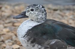 Sarkidiornis sylvicola