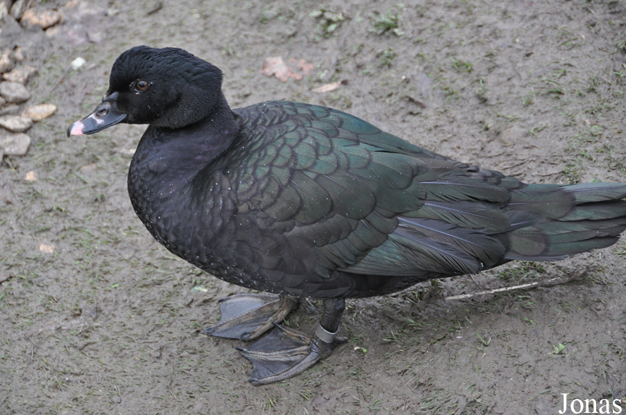 WWT Slimbridge Wetland Centre