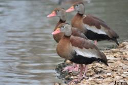 WWT Slimbridge Wetland Centre
