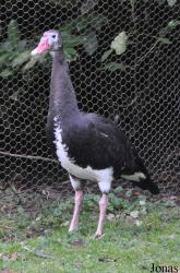 WWT Slimbridge Wetland Centre