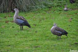 WWT Slimbridge Wetland Centre