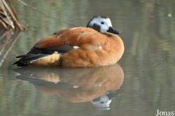 WWT Slimbridge Wetland Centre
