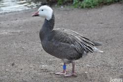 WWT Slimbridge Wetland Centre