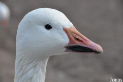 Anser caerulescens
