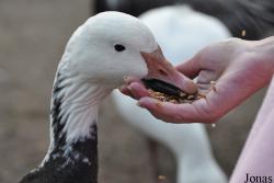 WWT Slimbridge Wetland Centre