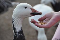 WWT Slimbridge Wetland Centre