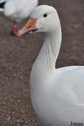 WWT Slimbridge Wetland Centre