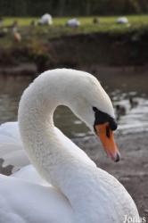 WWT Slimbridge Wetland Centre