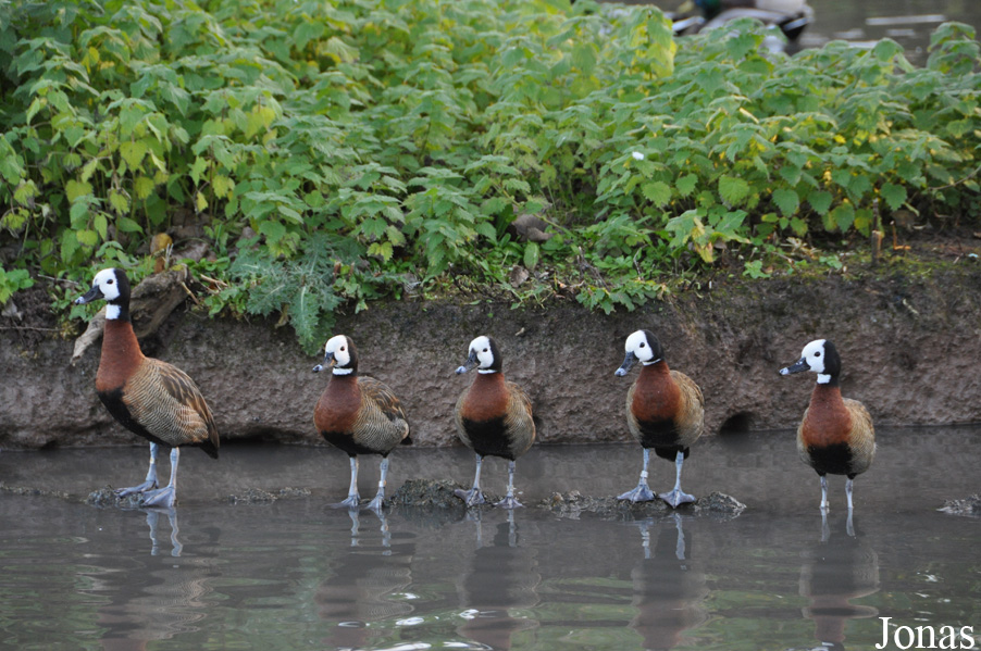 WWT Slimbridge Wetland Centre