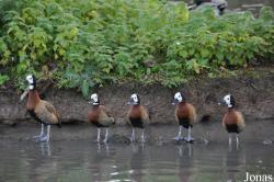 WWT Slimbridge Wetland Centre