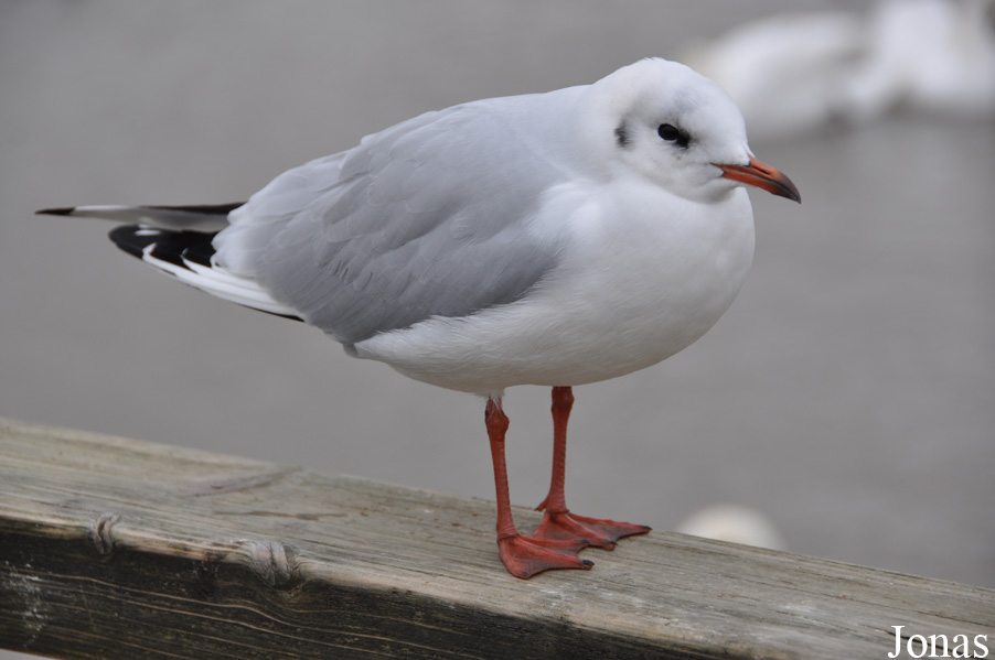 WWT Slimbridge Wetland Centre