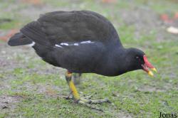 WWT Slimbridge Wetland Centre