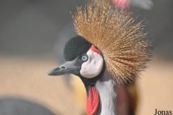 Balearica regulorum