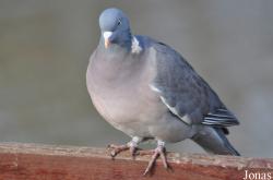WWT Slimbridge Wetland Centre