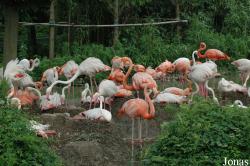 Shanghai Wild Animal Park