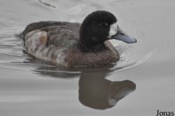 WWT Slimbridge Wetland Centre