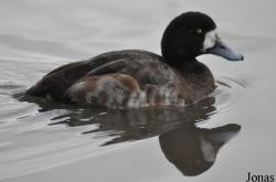 WWT Slimbridge Wetland Centre