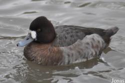 WWT Slimbridge Wetland Centre
