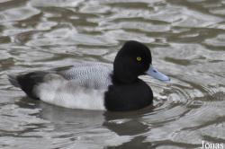 WWT Slimbridge Wetland Centre