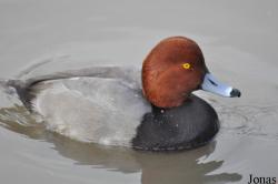 WWT Slimbridge Wetland Centre