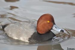 WWT Slimbridge Wetland Centre