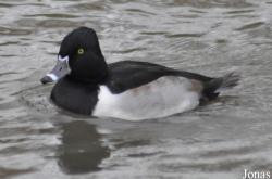 WWT Slimbridge Wetland Centre