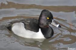 WWT Slimbridge Wetland Centre