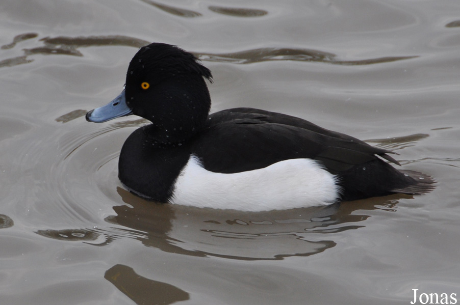 WWT Slimbridge Wetland Centre