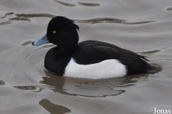 WWT Slimbridge Wetland Centre