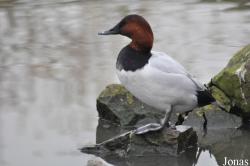 WWT Slimbridge Wetland Centre