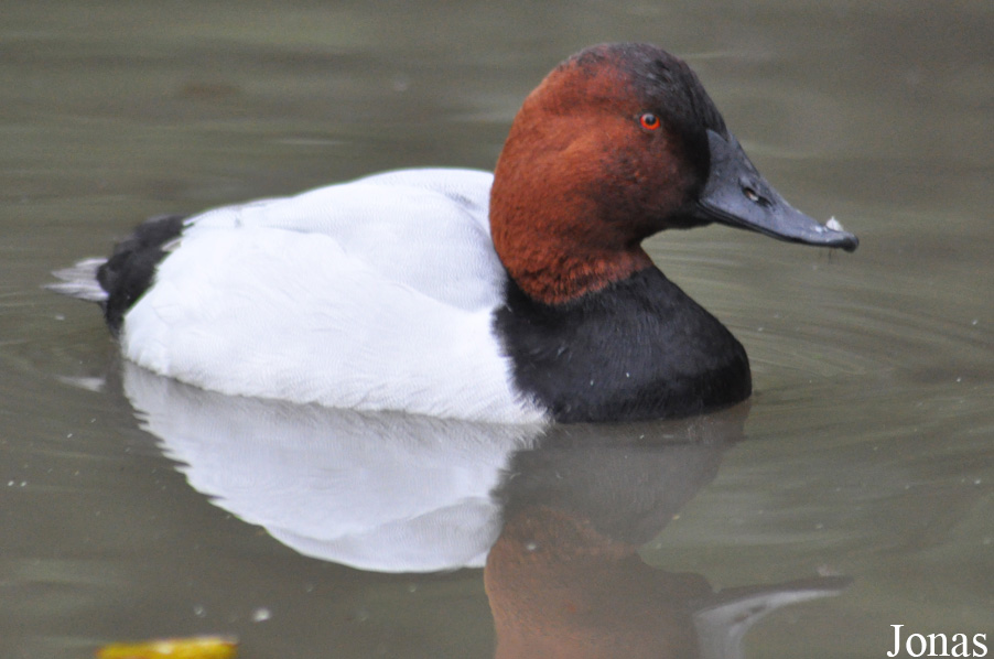 WWT Slimbridge Wetland Centre