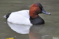WWT Slimbridge Wetland Centre