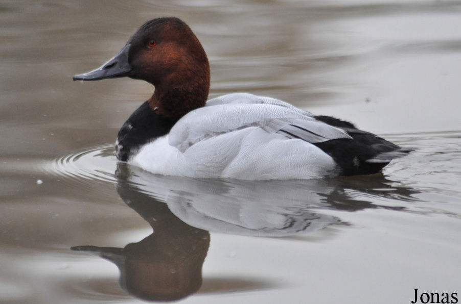 WWT Slimbridge Wetland Centre