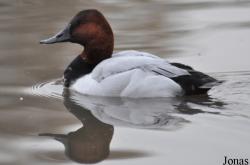 WWT Slimbridge Wetland Centre