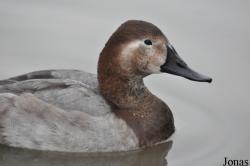 WWT Slimbridge Wetland Centre
