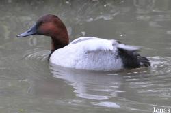 WWT Slimbridge Wetland Centre