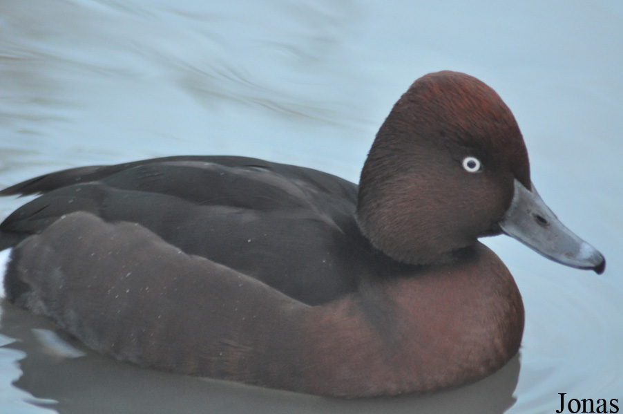 WWT Slimbridge Wetland Centre