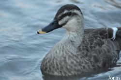 WWT Slimbridge Wetland Centre