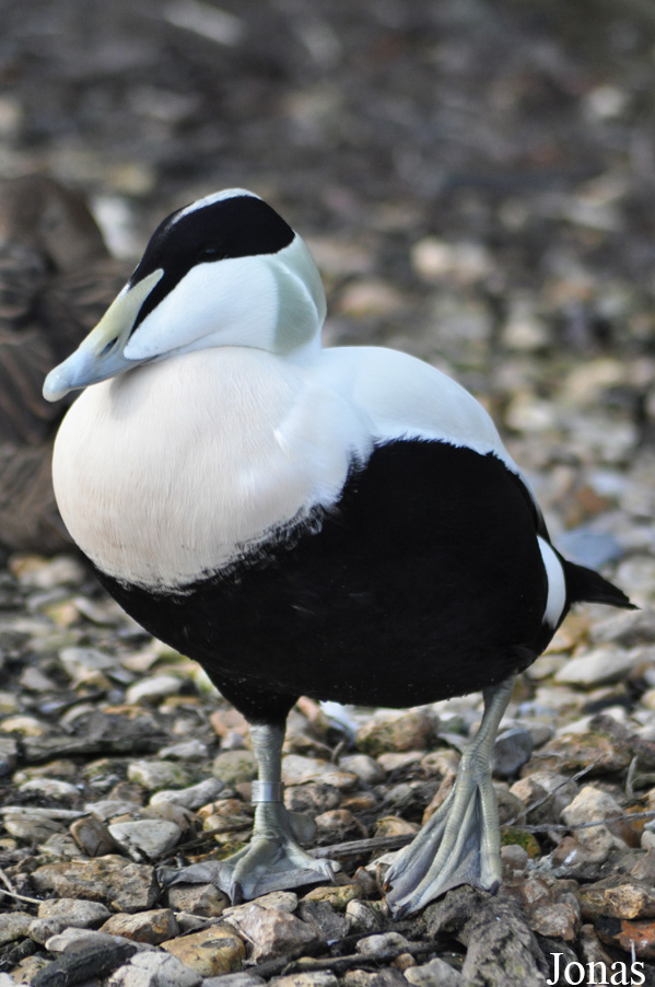 WWT Slimbridge Wetland Centre