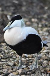 WWT Slimbridge Wetland Centre