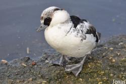 WWT Slimbridge Wetland Centre