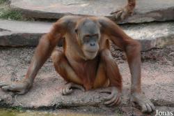 Parc Zoologique de la Boissière du Doré