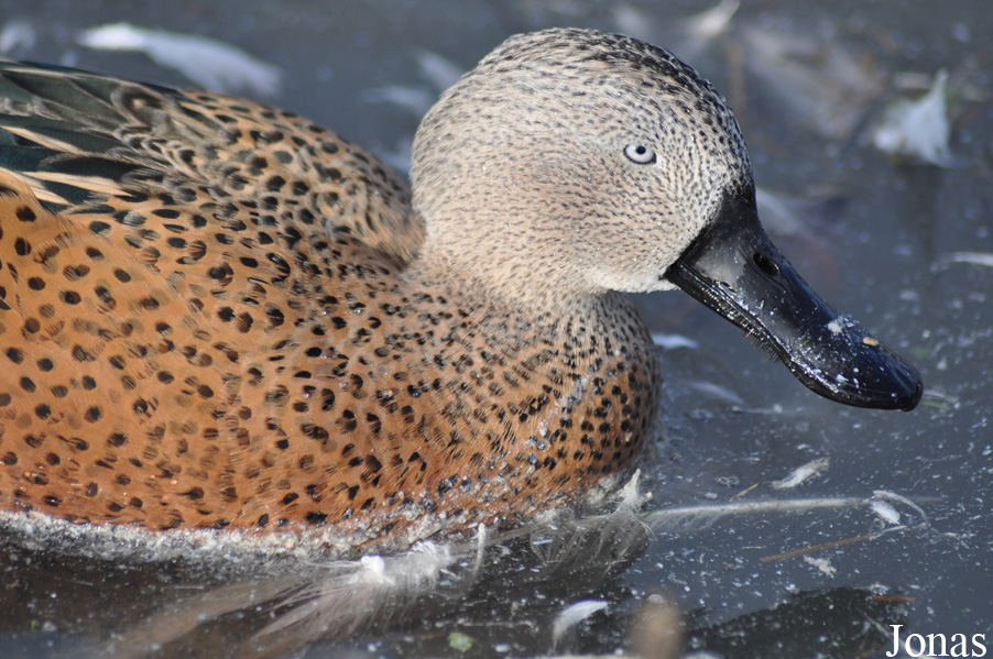 WWT Slimbridge Wetland Centre