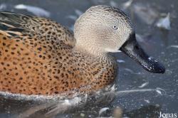 WWT Slimbridge Wetland Centre