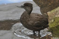 WWT Slimbridge Wetland Centre